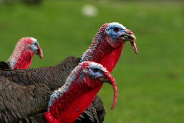 turkeys