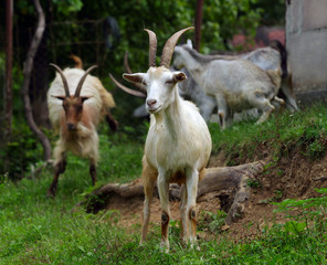 goats grazing