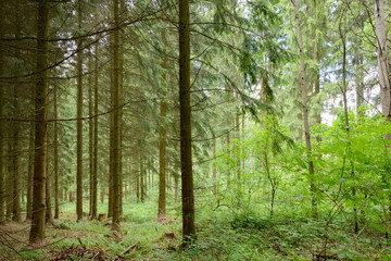 Fototapeta premium coniferous forest in summer