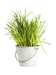 Fresh chives in tin bucket isolated on white background