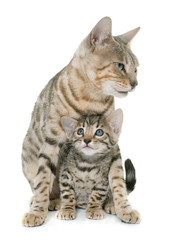 Fototapeta premium bengal kitten and mother