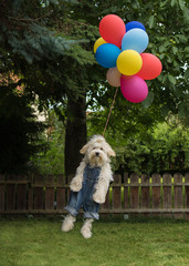 Hund Havaneser fliegt mit Ballons
