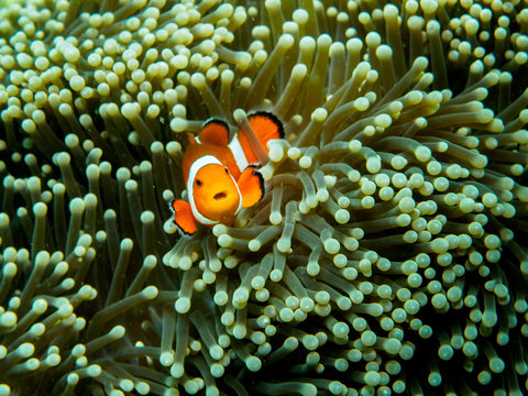 Fototapeta anemone fish at underwater, philippines