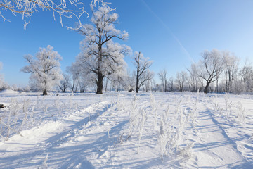oaks in hoarfrost