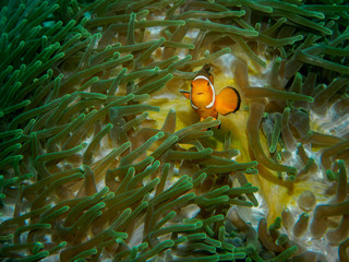 anemone fish at underwater, philippines