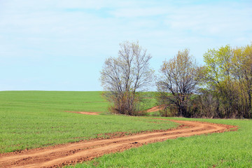 Fototapeta na wymiar dirt road in a field