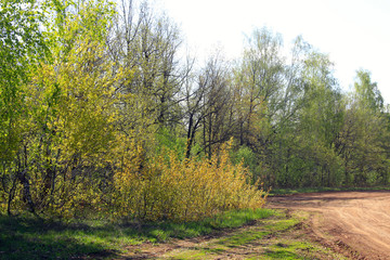 Field near the forest in the spring