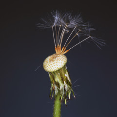 fluffy dandelion