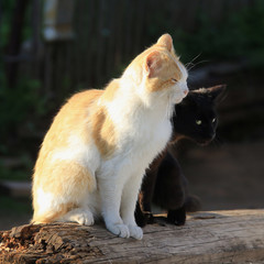Naklejka na ściany i meble two cats in the garden