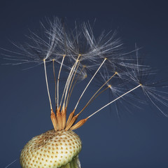 fluffy dandelion
