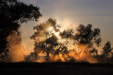 Fototapeta na wymiar delightful dawn in oak