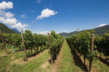 Fototapeta na wymiar Vineyards on the wine route in Bozen