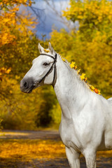 Obraz na płótnie Canvas White horse against autumn yellow trees