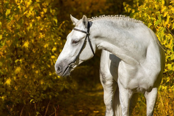 White horse  against autumn yellow trees