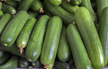 New green cucumbers for sale at city market