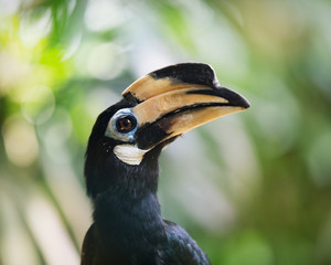 Wild birds in nature