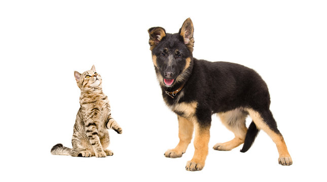 Cat Scottish Straight playing with a puppy German Shepherd