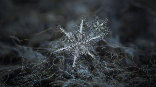 Two real snowflakes in cluster at dark grey wool background. This is macro photo of stellar dendrite crystal with complex and elegant structure. Horizontal panoramic version with free space at sides.