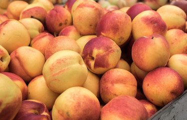 Fototapeta na wymiar New peach for sale at city farmers market