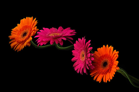 Fototapeta Pink and orange gerbera with stem isolated on black background