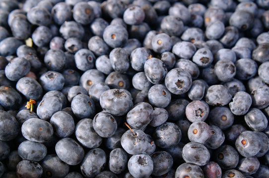 fresh blueberries background, shallow depth of field