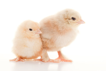 Obraz premium Small fluffy chickens