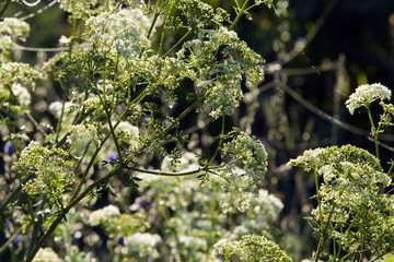 meadow grass