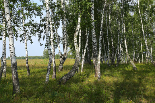 birch grove in the Urals