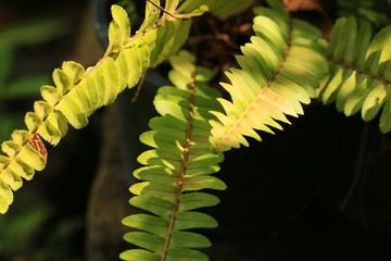 Fern