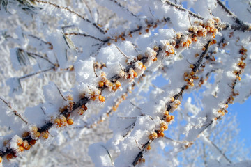 buckthorn branches with hoarfrost