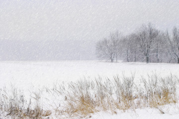 Obraz na płótnie Canvas snowfall