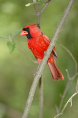 Northern Cardinal