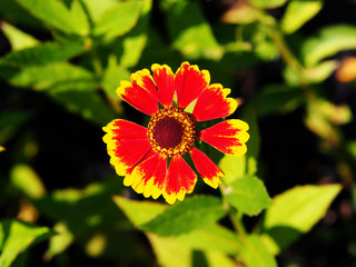 Helenium hoopesii (Sneezeweed) 