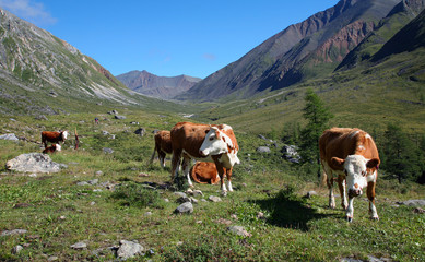 Fototapeta na wymiar cow on the lawn in the mountains