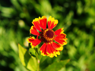 Helenium hoopesii (Sneezeweed) 