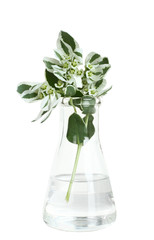 Flower in flask isolated on white background