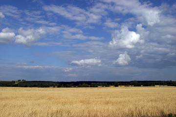 Obraz premium summer landscape