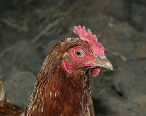 chickens