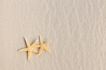 Fototapeta na wymiar a sea star on the beach