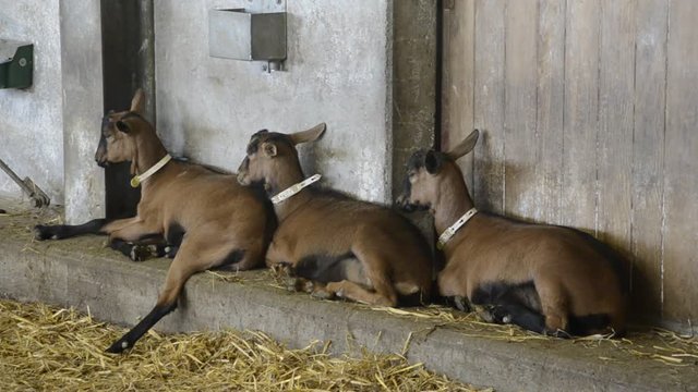 Capra Platischis Taipana