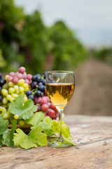 White wine in vineyard.