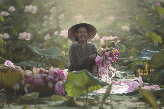 Woman harvesting lotus flowers from lake, Sakon Nakhon, Thailand