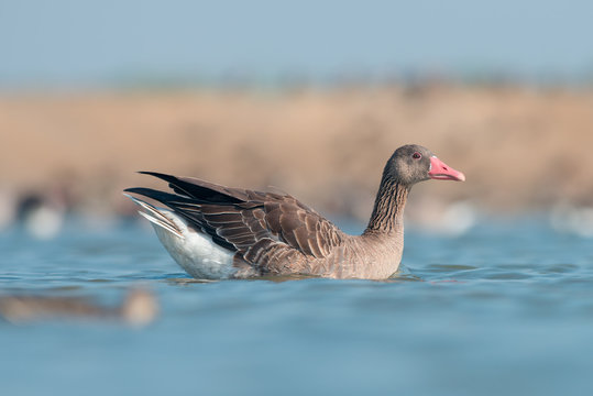 Greylag goose in wildlife