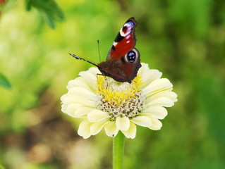Fototapeta premium motyl paw oko na kwiat Cynia