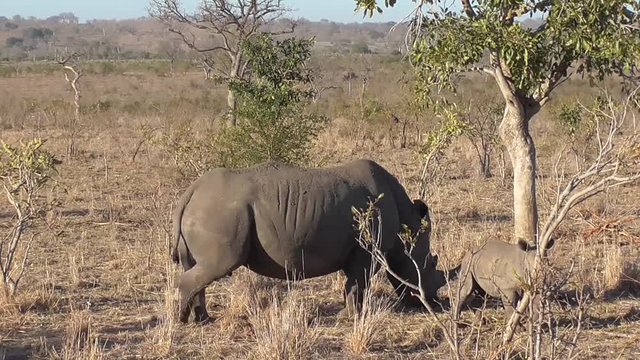 rhino and her baby eating grass in the kruger national park
