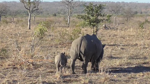 rhino and her baby eating grass in the kruger national park