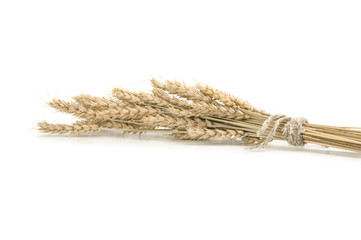 bunch of ripe ears on white background