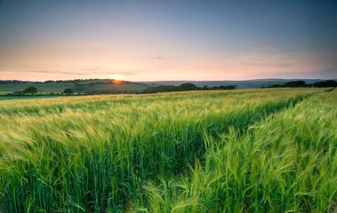 Barley Field in Cornwall