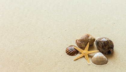 Fototapeta na wymiar Seashells on the beach sand
