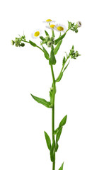 Chamomile flower isolated on white